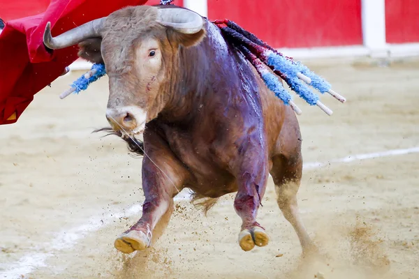 Hiszpański byk — Zdjęcie stockowe