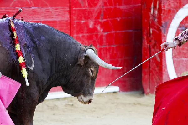 Toro español — Foto de Stock