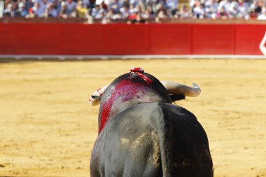 İspanyol boğa