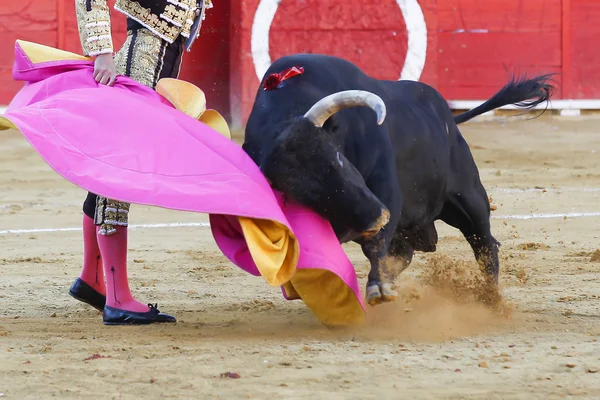 Toro spagnolo — Foto Stock