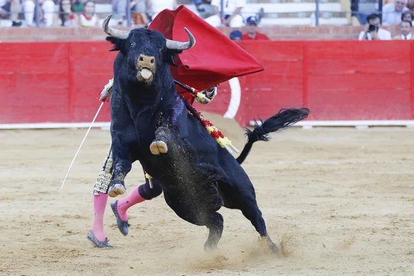 Toro español — Foto de Stock