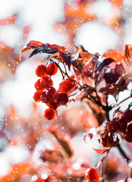 Belas Bagas Vermelhas Brancas Neve Parque Cidade Natureza — Fotografia de Stock