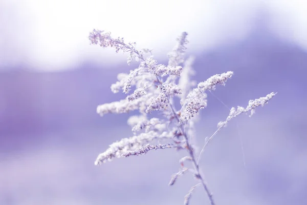 Fundo Inverno Belas Flores Natureza Dia Ensolarado Primavera Congelado — Fotografia de Stock