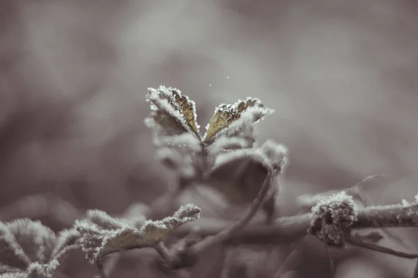 Ramos Congelados Neve Cobertos Geada Musgo Fundo Turvo Floresta Inverno — Fotografia de Stock