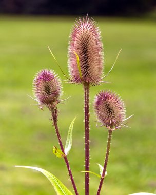 Teasel