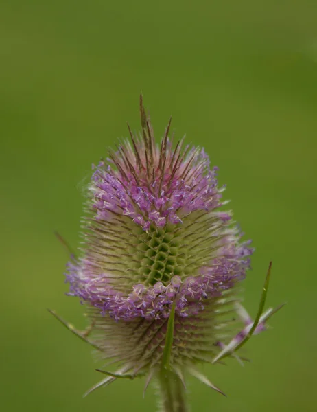 çiçekli teasel