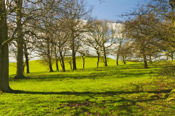 Arbres sur un flanc de montagne au printemps — Photo