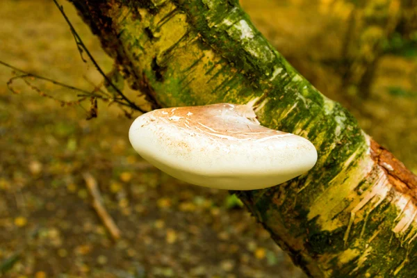 Echte Tonderzwam — Stockfoto