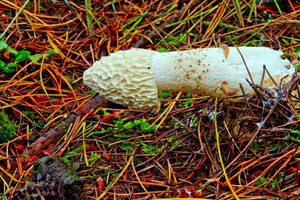 Stinkhorn - Phallus impudicus — Stock Photo, Image