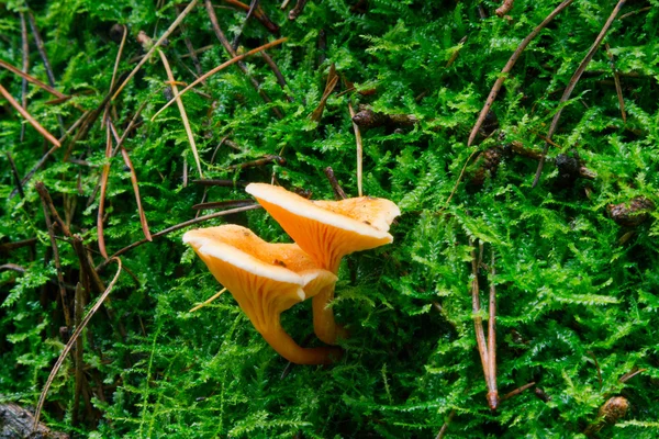 yanlış Cantharellus cibarius - hygrophoropsis otu
