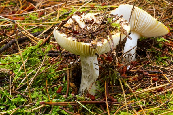 Gele moeras brittlegill - russula claroflava — Stockfoto