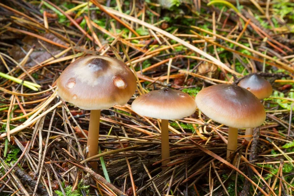 黄油金针 (Rhodocollybia butyracea) — 图库照片