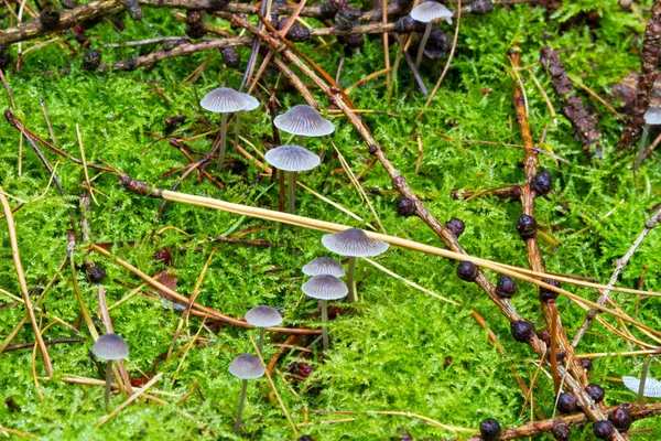 mürekkep kap mantarlar