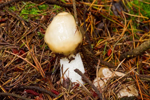 Stinkhorn fungi - Phallus impudicus — Stock Photo, Image