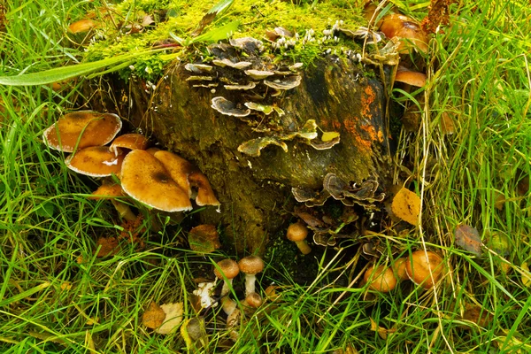 Baumstumpf mit verschiedenen Pilzen / Pilzen — Stockfoto