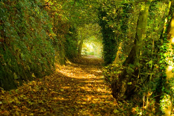 Осенний путь 3 — стоковое фото