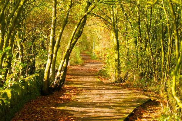 Herbstpfad — Stockfoto