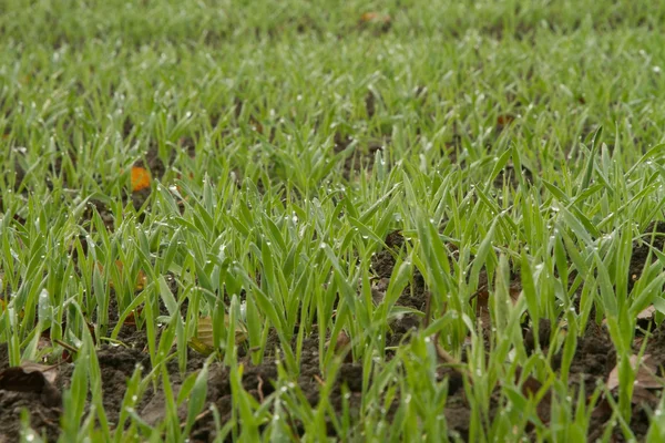 Nuovo sfondo campo erba — Foto Stock