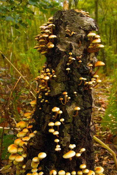 Sulphurtuff 菌根真菌对一棵树树桩 3 — 图库照片