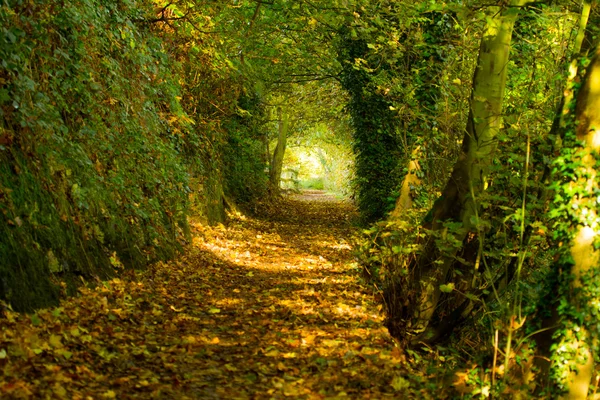 Herbstpfad 3 Stockbild