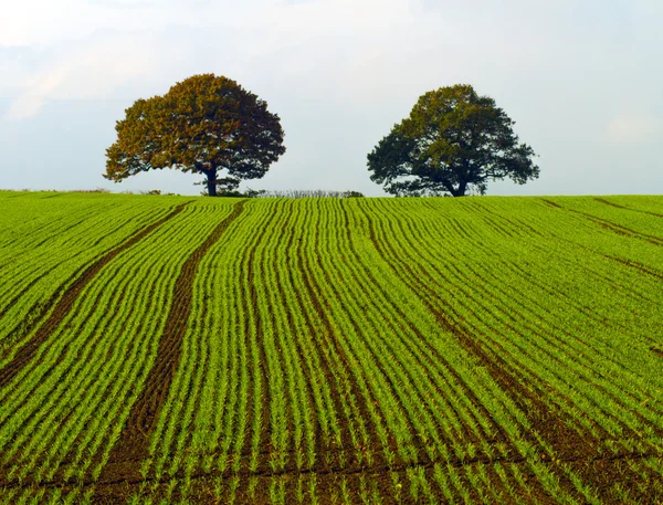 Yamaçtaki ağaçlar