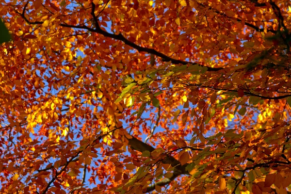 sonbahar yaprakları arka plan