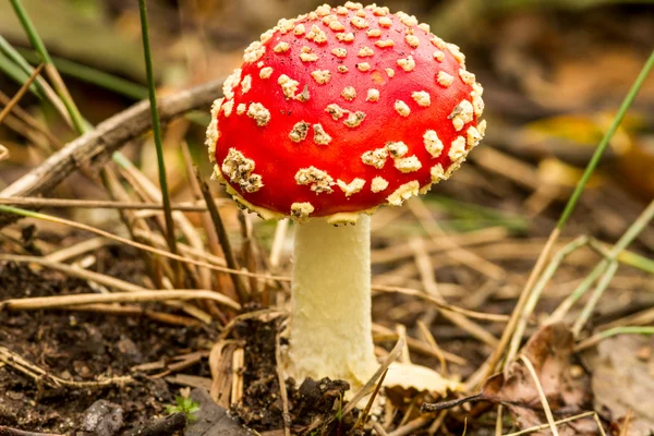 Toadstool ,Amanita muscaria — Stock Photo, Image