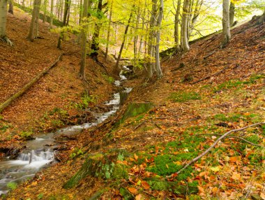 sonbaharda ağaçların arasından akışı