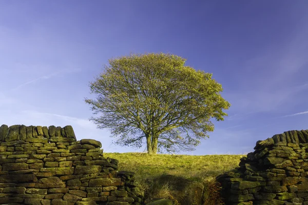 Árbol solitario de otoño — Foto de Stock