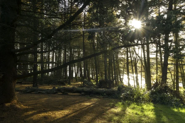 阳光穿过秋天的树木 免版税图库图片