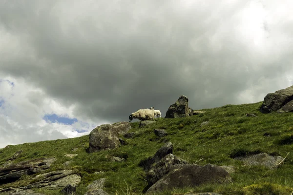 Sheep on the hillside