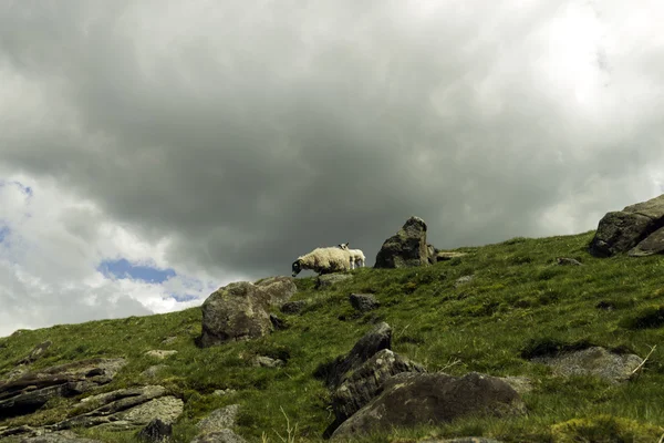 Schafe am Hang Stockbild