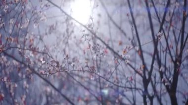 Parlak güneşin arka planında nadir yapraklar olan ağaç. Başla. Çıplak ağaç dallarının arkasında parlak beyaz güneş parıldıyor. İnce yapraklı güzel ağaç dalları sonbaharda güneşle kaplıdır.