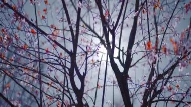 Parlak güneşin arka planında nadir yapraklar olan ağaç. Başla. Çıplak ağaç dallarının arkasında parlak beyaz güneş parıldıyor. İnce yapraklı güzel ağaç dalları sonbaharda güneşle kaplıdır.