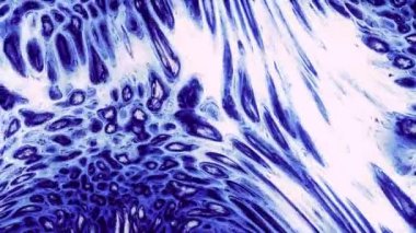 Soyut su boyası difüzyonu, sıvı sabun, dikişsiz döngü. Hareket. Mürekkep karışımlı bir kimyasal reaksiyon renkli sürreal şekiller yaratıyor..