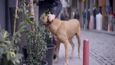 Sokakta köpek okşayan bir adam. Başla. Sokak köpeğini şakayla okşayan bir adam. Kafe sahibi girişte neşeli sokak köpeğiyle oynuyor.