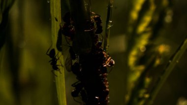 Bir grup karınca. Yaratıcı. Ormandaki yeşil çimenler üzerinde ortak iş yapan karıncalar.