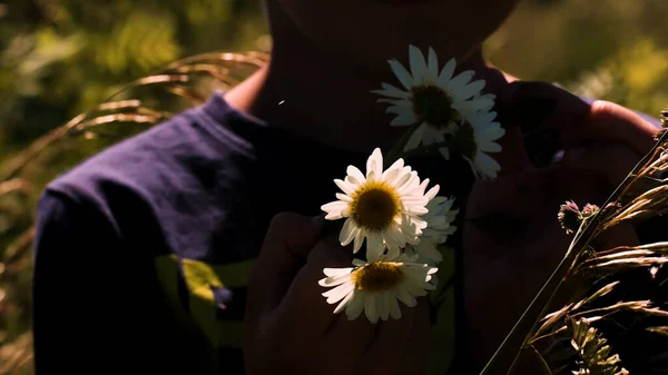 デイジーの花束。創造的だ。背の高い草の後ろから見える畑に立って花びらをソートしているデイジーと彼の手の男の子 . — ストック写真