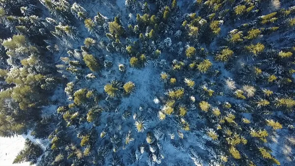 Utsikt från helikoptern. Klipp. Vacker snöig vinterskog med stora granar och björkar . — Stockfoto