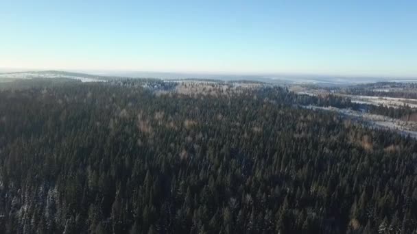 Foresta invernale da una vista a volo d'uccello. Clip. Grandi alberi verdi con neve bianca e cielo blu . — Video Stock