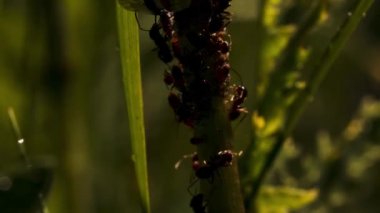 Bir grup karınca. Yaratıcı. Ormandaki yeşil çimenler üzerinde ortak iş yapan karıncalar.