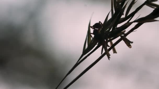 Een mier in de macrofotografie. Creatief. Een mier die door de stroom kruipt als een naald in het gras als een doolhof. . — Stockvideo