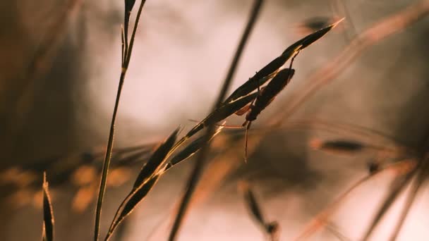 Egy bogár nagy bajusszal. Kreatív. Makro fotózás. Közelkép egy bogárról, ami vékony fűszálon sétál.. — Stock videók