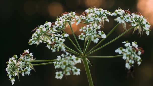 Små myror. Kreativ. Små myror i ett stort sällskap sitter på en vit blomma med en tunn grön stjälk. — Stockvideo