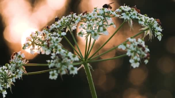 Bichos y hormigas en una flor. Creativo. Pequeños insectos se arrastran sobre una pequeña flor blanca y se puede ver por detrás que el sol se está poniendo en silencio. — Vídeo de stock
