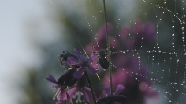 Una araña pequeña. Creativo. Una pequeña araña que está enredada en su tela de araña y tiene hermosas flores púrpura en la parte posterior. — Vídeos de Stock