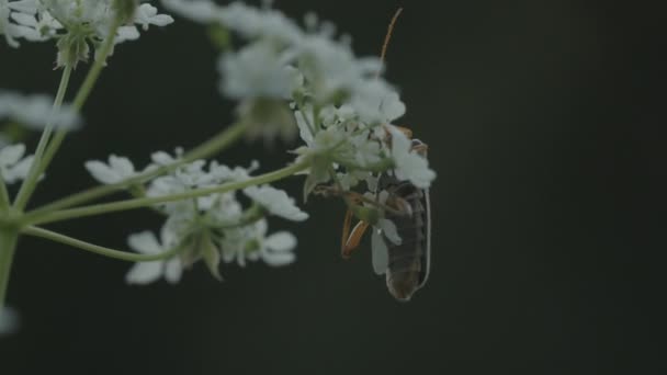 Un saltamontes en una flor. Creativo. Un saltamontes naranja con un bigote largo que se sienta en pequeñas flores blancas y menea su bigote . — Vídeos de Stock