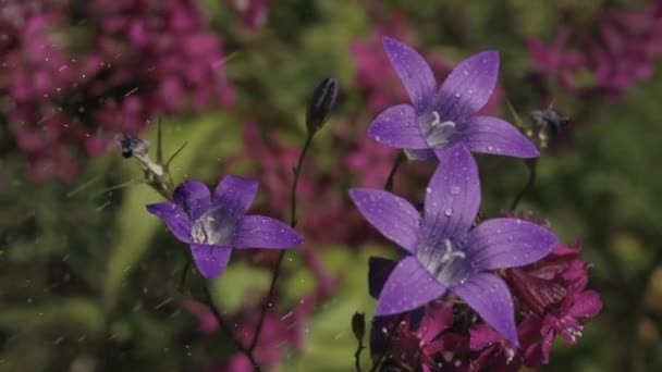 花はマイクロ写真で。創造的だ。小さな水滴が見える雨の中で3つの紫色の花と、他の紫色の小さな花がわずかに見える背後にあります . — ストック動画