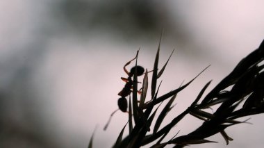 Makro fotoğrafçılıkta bir karınca. Yaratıcı. Akıntıda sürünen bir karınca, çimenlerdeki iğne gibi, labirent gibi. .