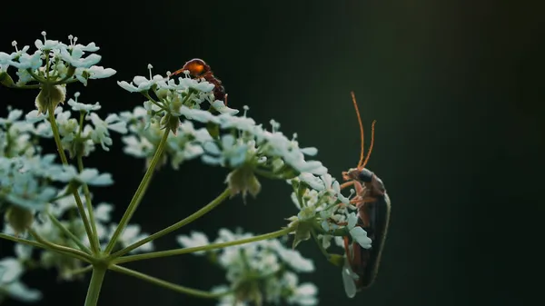 Makro fotoğrafçılıkta bir çiçek. Yaratıcı. Büyük bıyıklı böcekler küçük beyaz bir çiçeğin üzerinde otururlar. — Stok fotoğraf